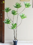 Artificial Green Haven Faux Dracaena Plant – 145 cm, with Basic Pot
