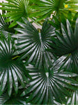 Artificial Fan Palm Plant – 78 cm, 18 Patterned Green Leaves, with Basic Pot