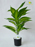 Artificial Dieffenbachia Amoena Plant – 71 cm, 26 Leaves, with Pot
