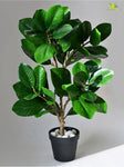 Verdant Delight Fig Plant - 68.5 cm, Plain Leaves