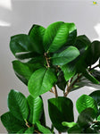 Verdant Delight Fig Plant - 68.5 cm, Plain Leaves