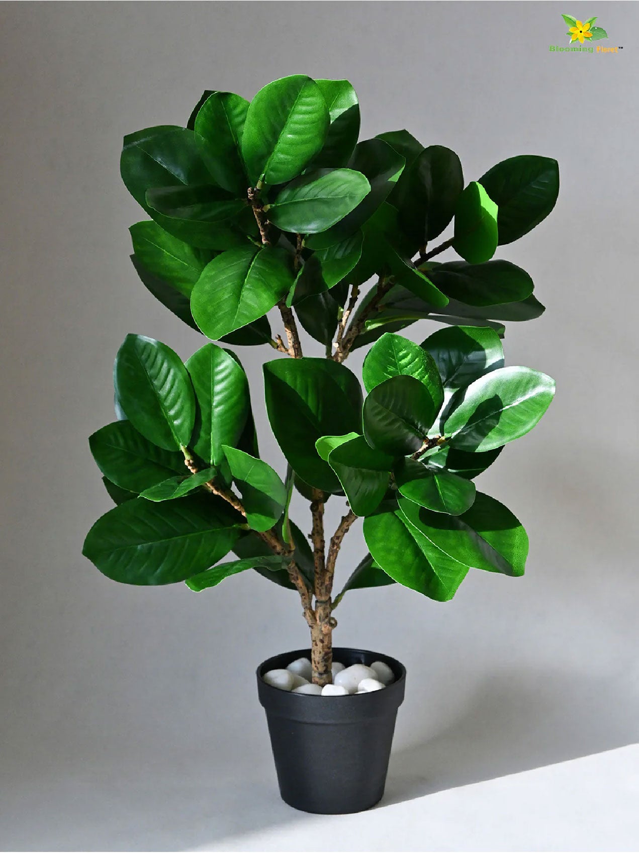Verdant Delight Fig Plant - 68.5 cm, Plain Leaves