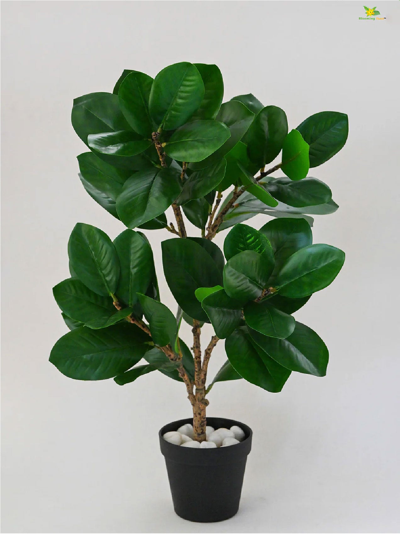 Verdant Delight Fig Plant - 68.5 cm, Plain Leaves