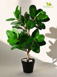 Verdant Delight Fig Plant - 68.5 cm, Patterned Green Leaves