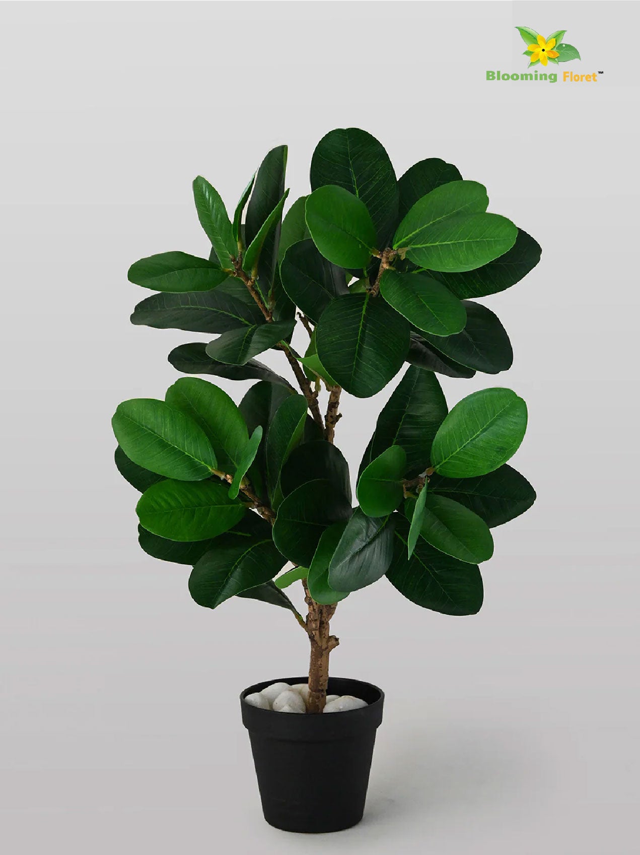 Verdant Delight Fig Plant - 68.5 cm, Patterned Green Leaves