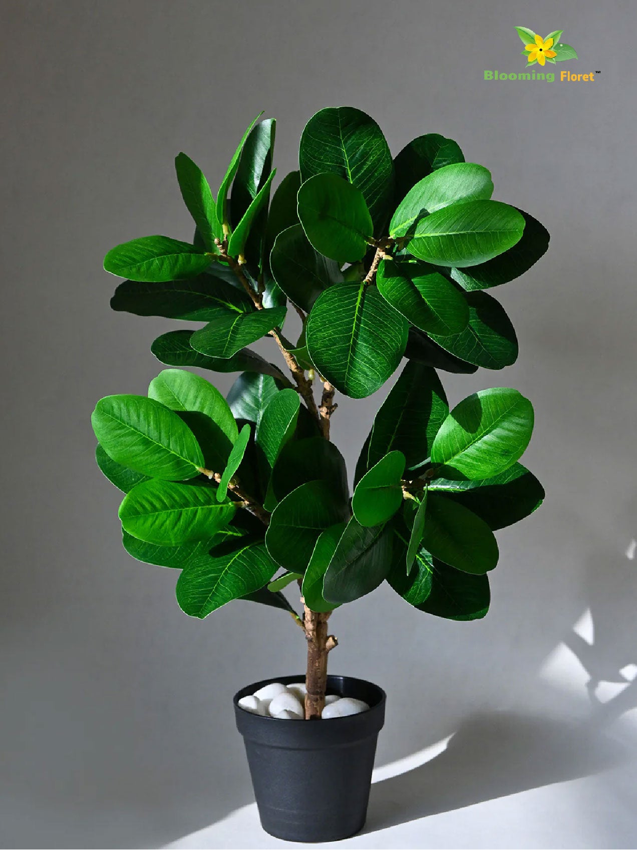 Verdant Delight Fig Plant - 68.5 cm, Patterned Green Leaves