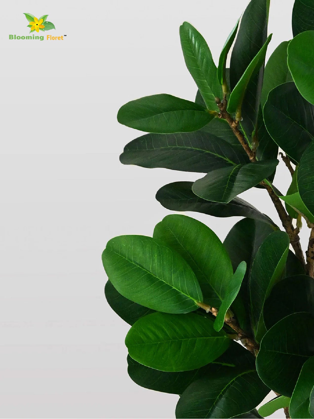 Verdant Delight Fig Plant - 68.5 cm, Patterned Green Leaves
