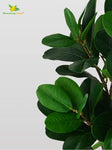 Verdant Delight Fig Plant - 68.5 cm, Patterned Green Leaves