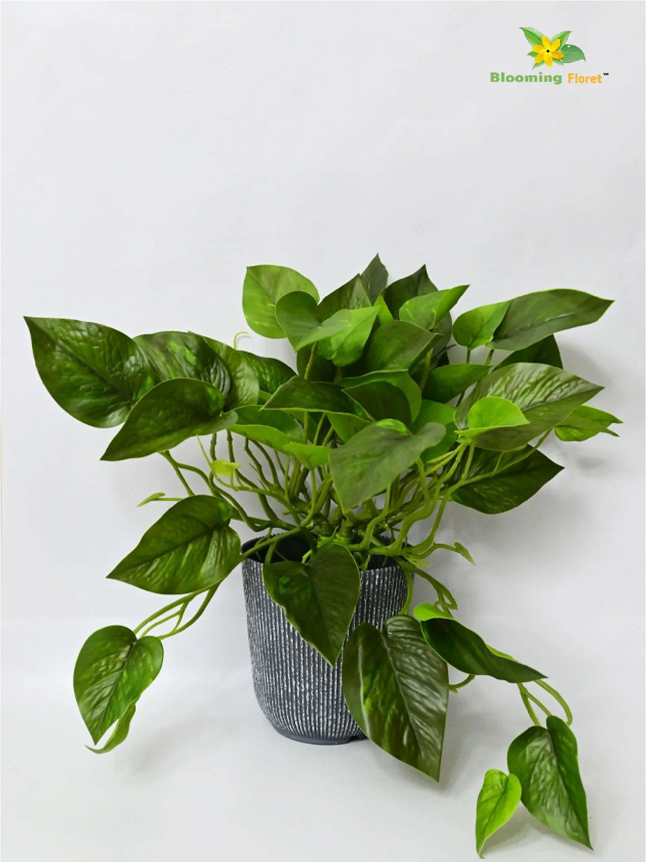 Money Plant - Green Leaves