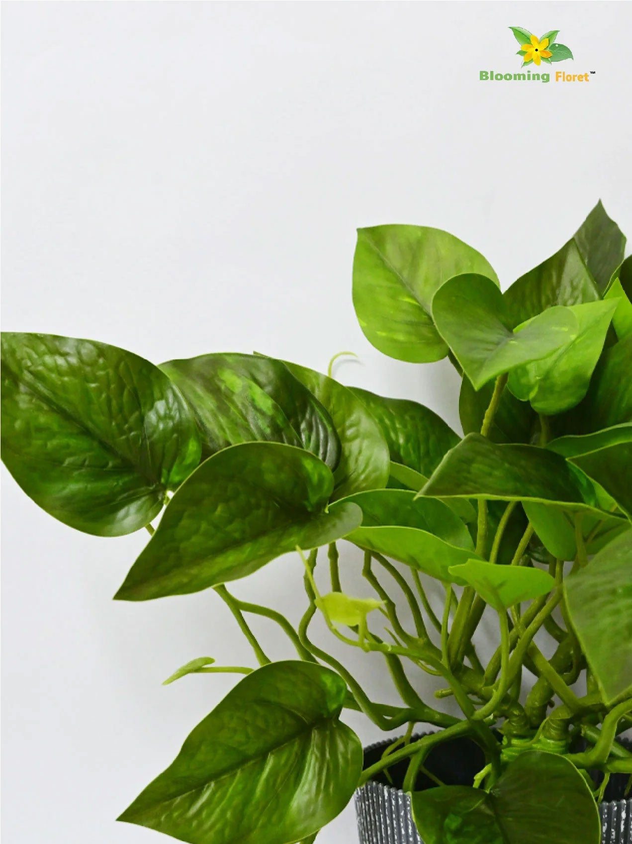 Money Plant - Green Leaves