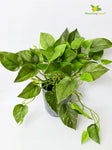 Money Plant - Green Leaves