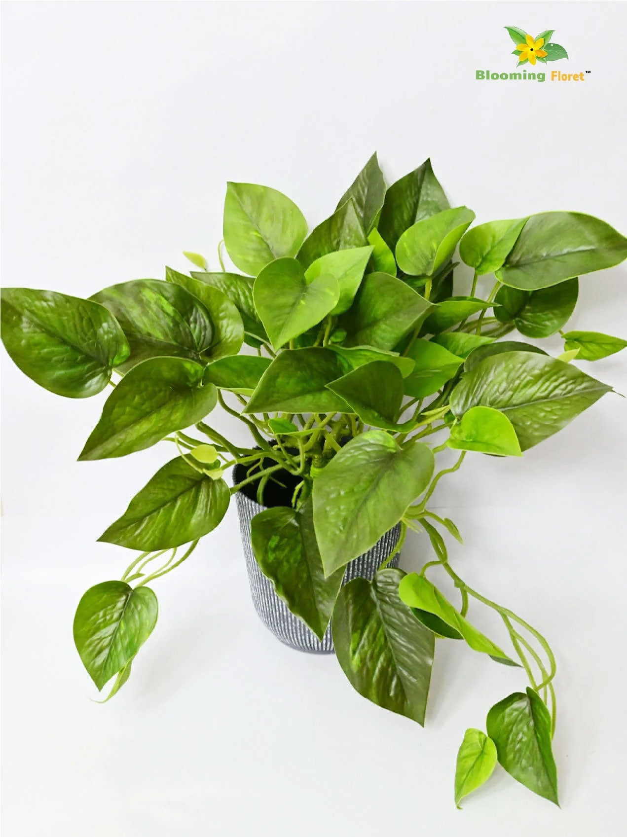Money Plant - Green Leaves