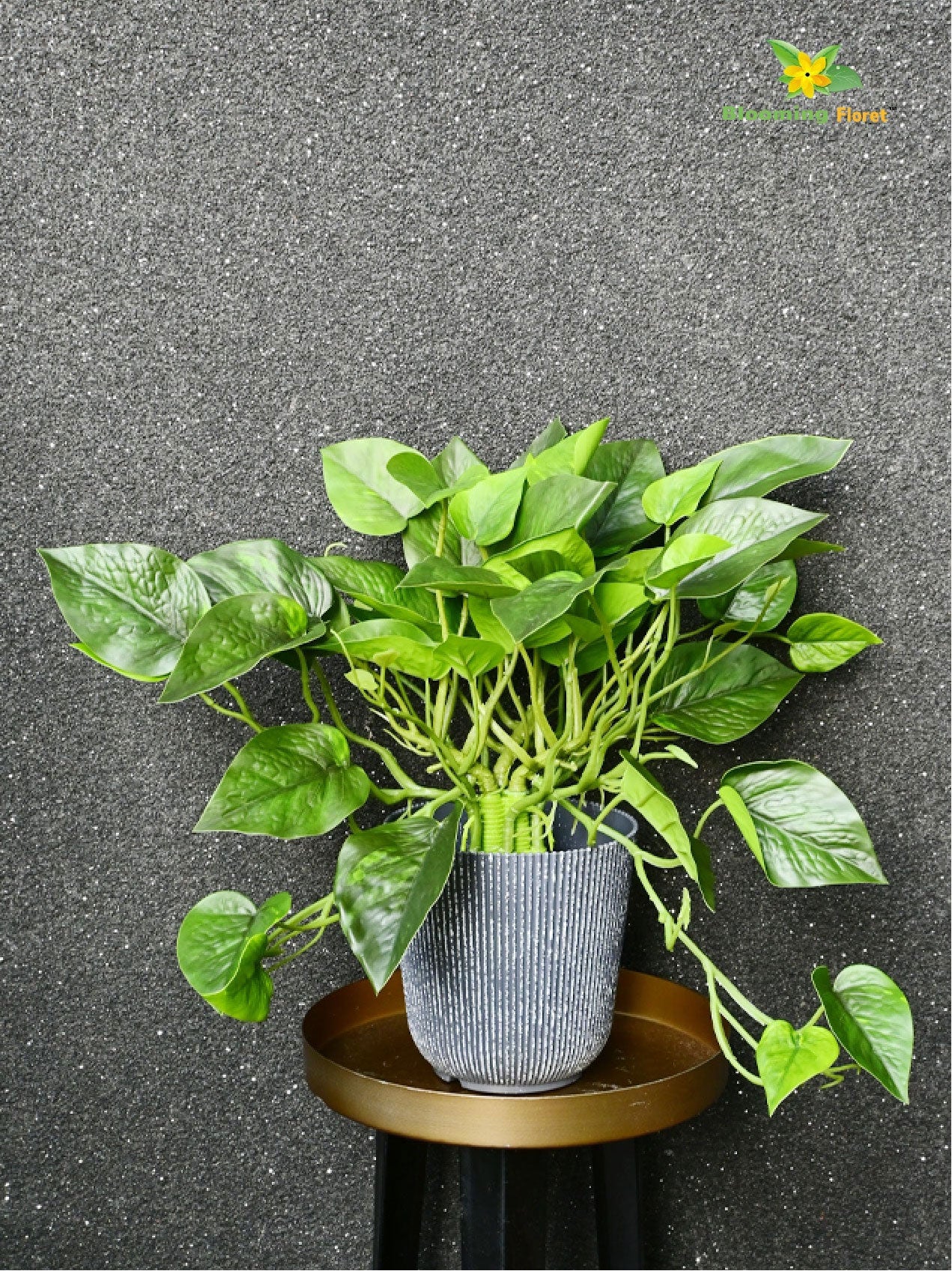 Money Plant - Green Leaves