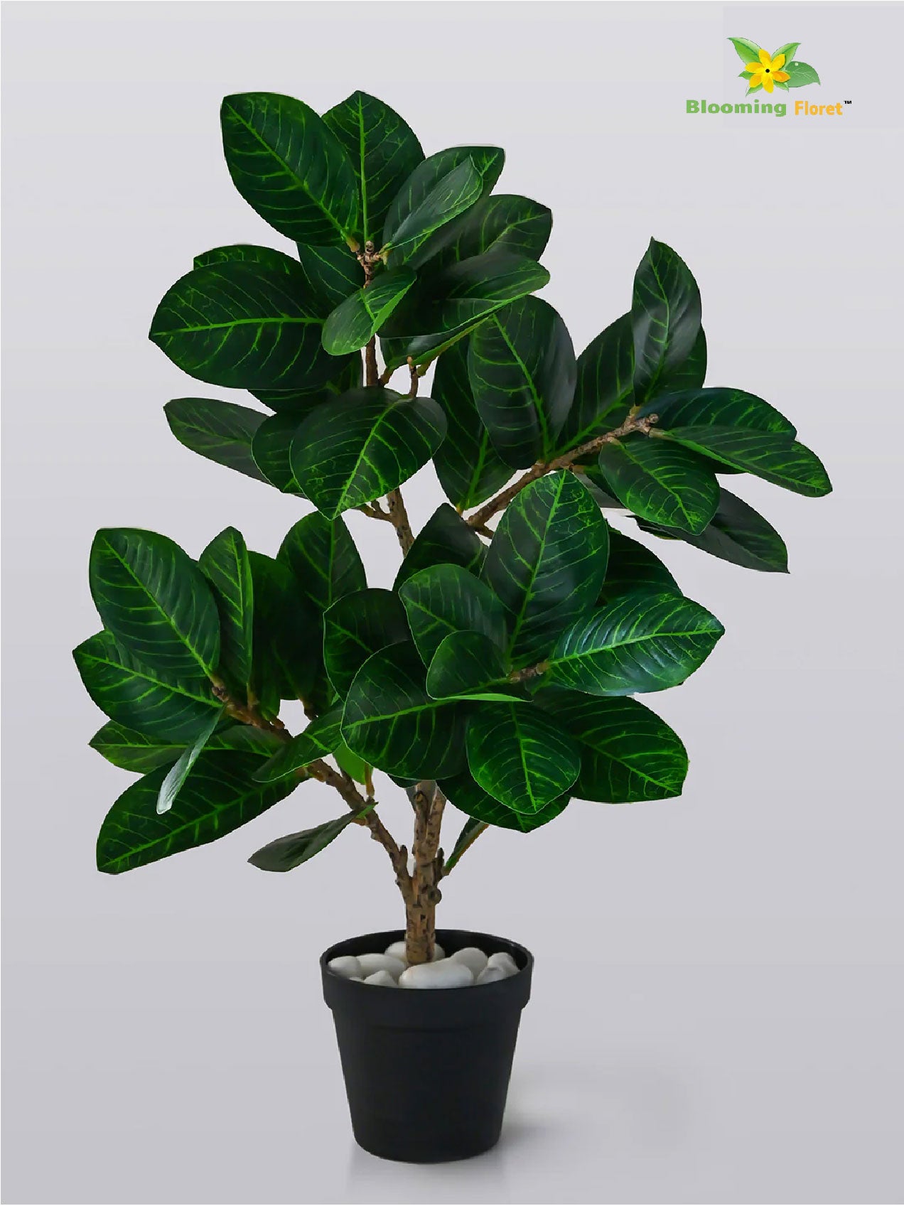 Verdant Delight Fig Plant - 68.5 cm, Real Life Leaves
