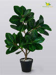 Verdant Delight Fig Plant - 68.5 cm, Real Life Leaves