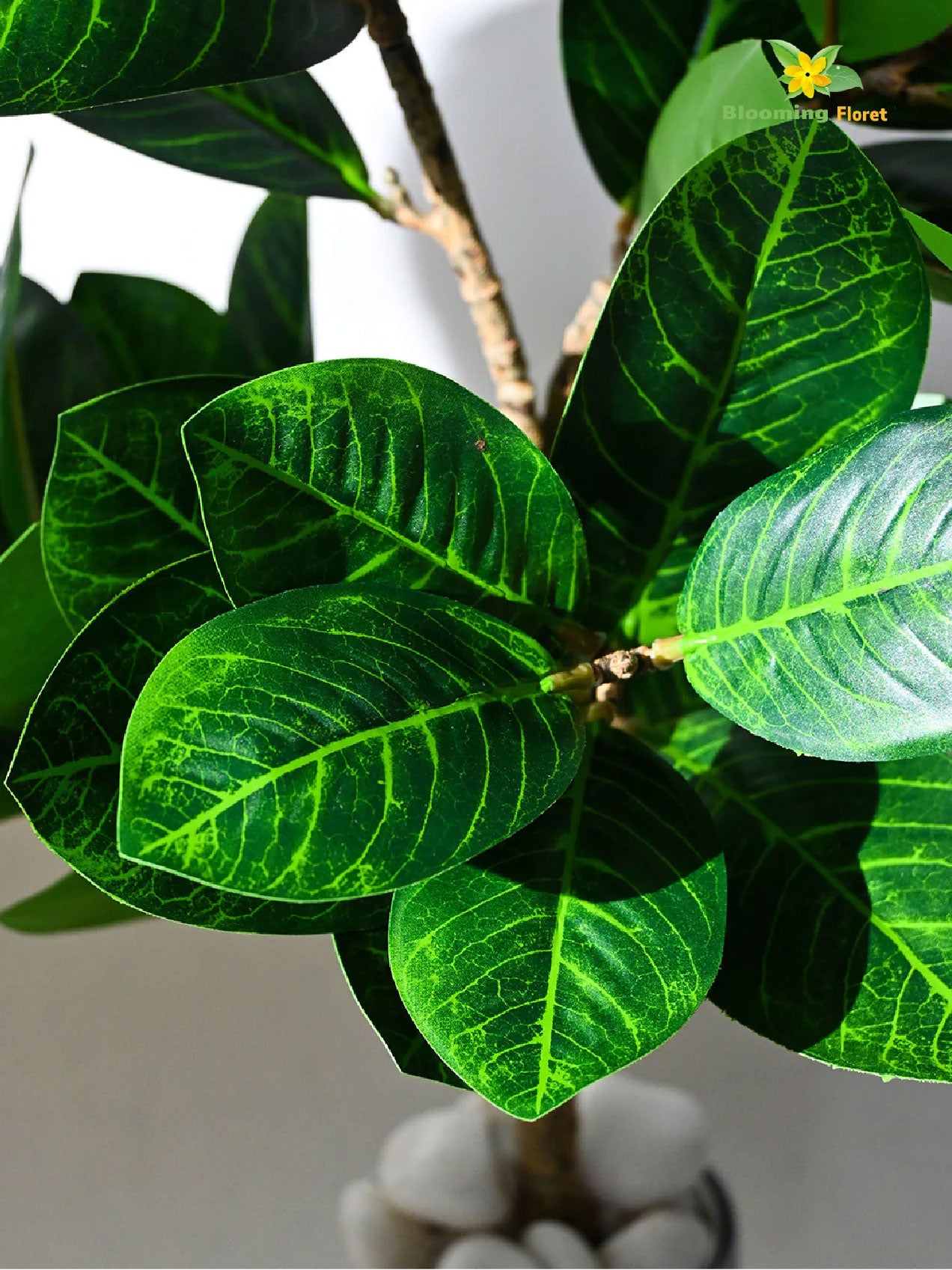 Verdant Delight Fig Plant - 68.5 cm, Real Life Leaves