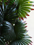 Artificial Fan Palm Plant – 78 cm, 18 Patterned Green Red Leaves, with Basic Pot