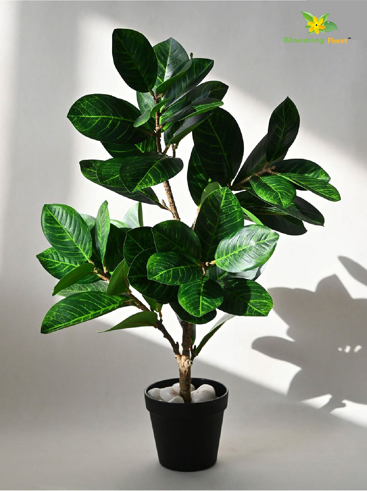 Verdant Delight Fig Plant - 68.5 cm, Real Life Leaves