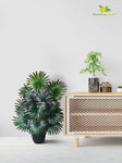 Artificial Fan Palm Plant – 78 cm, 18 Patterned Green Red Leaves, with Basic Pot