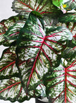 Artificial Tropical Caladium Plant – 78 cm, 18 Patterned Red and White Leaves, with Basic Pot