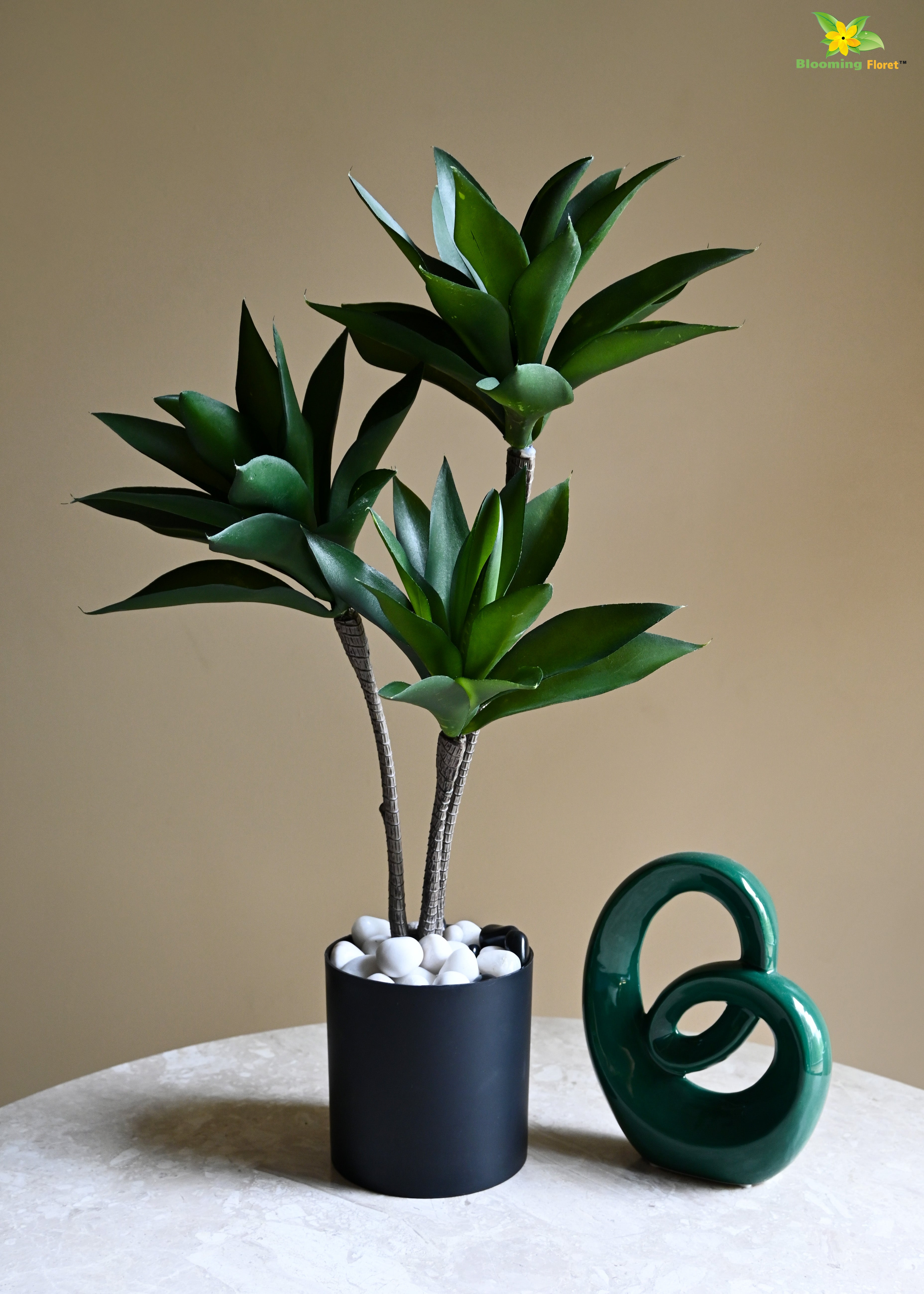 Evergreen Foxtail Agave Plant