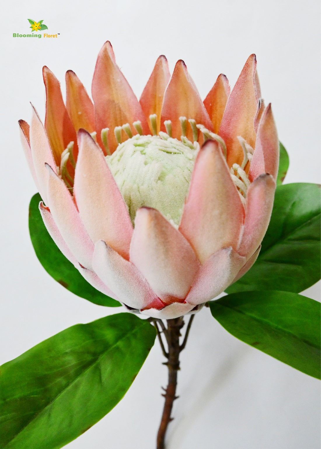 Queen Protea Flower Stick