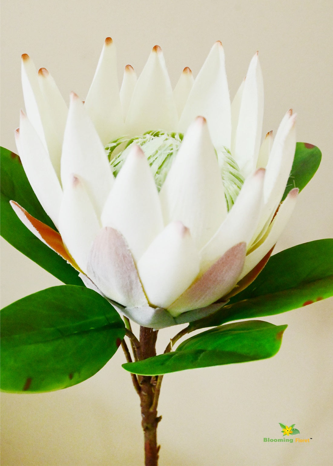 Queen Protea Flower Stick