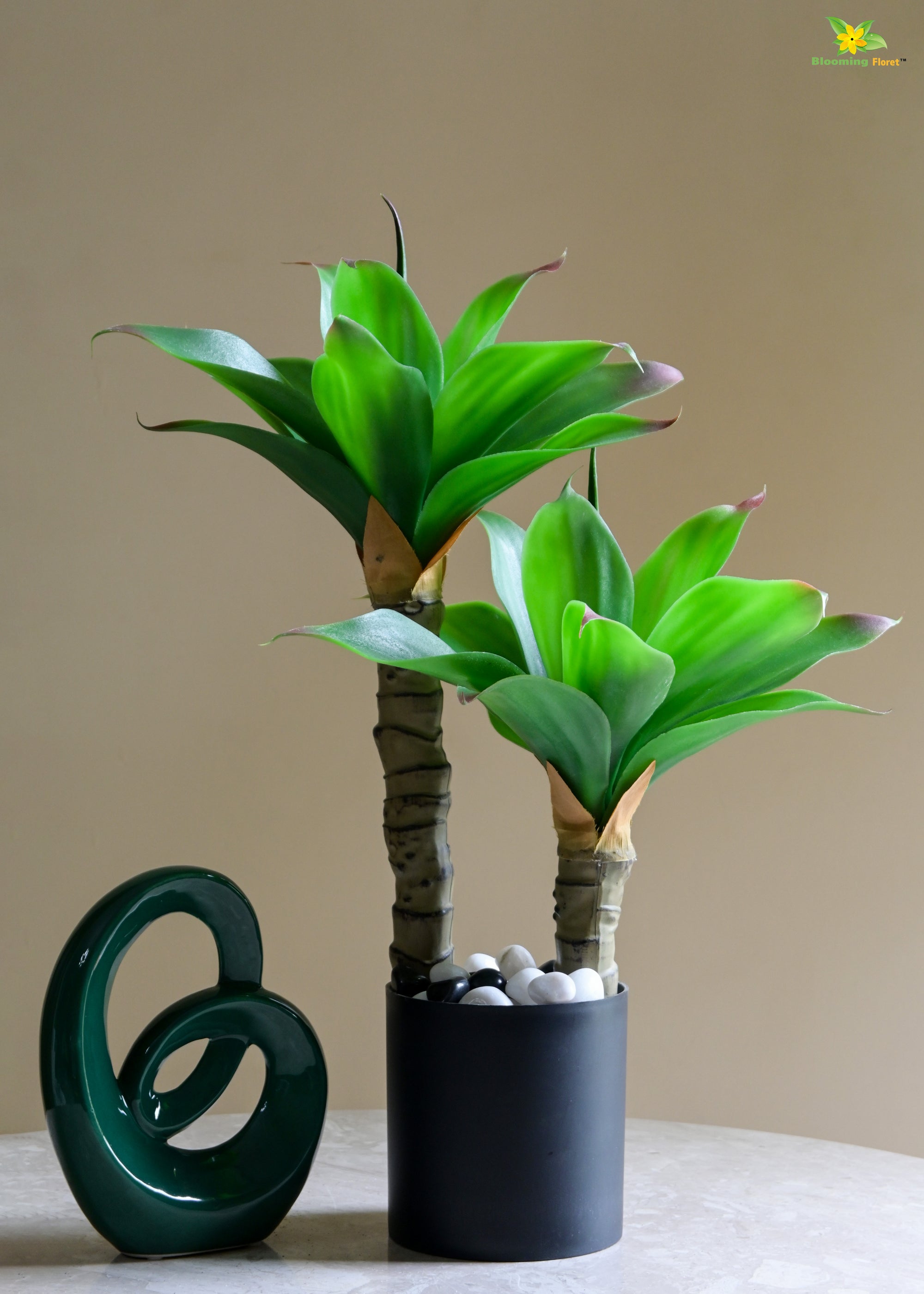 Evergreen Foxtail Agave Plant