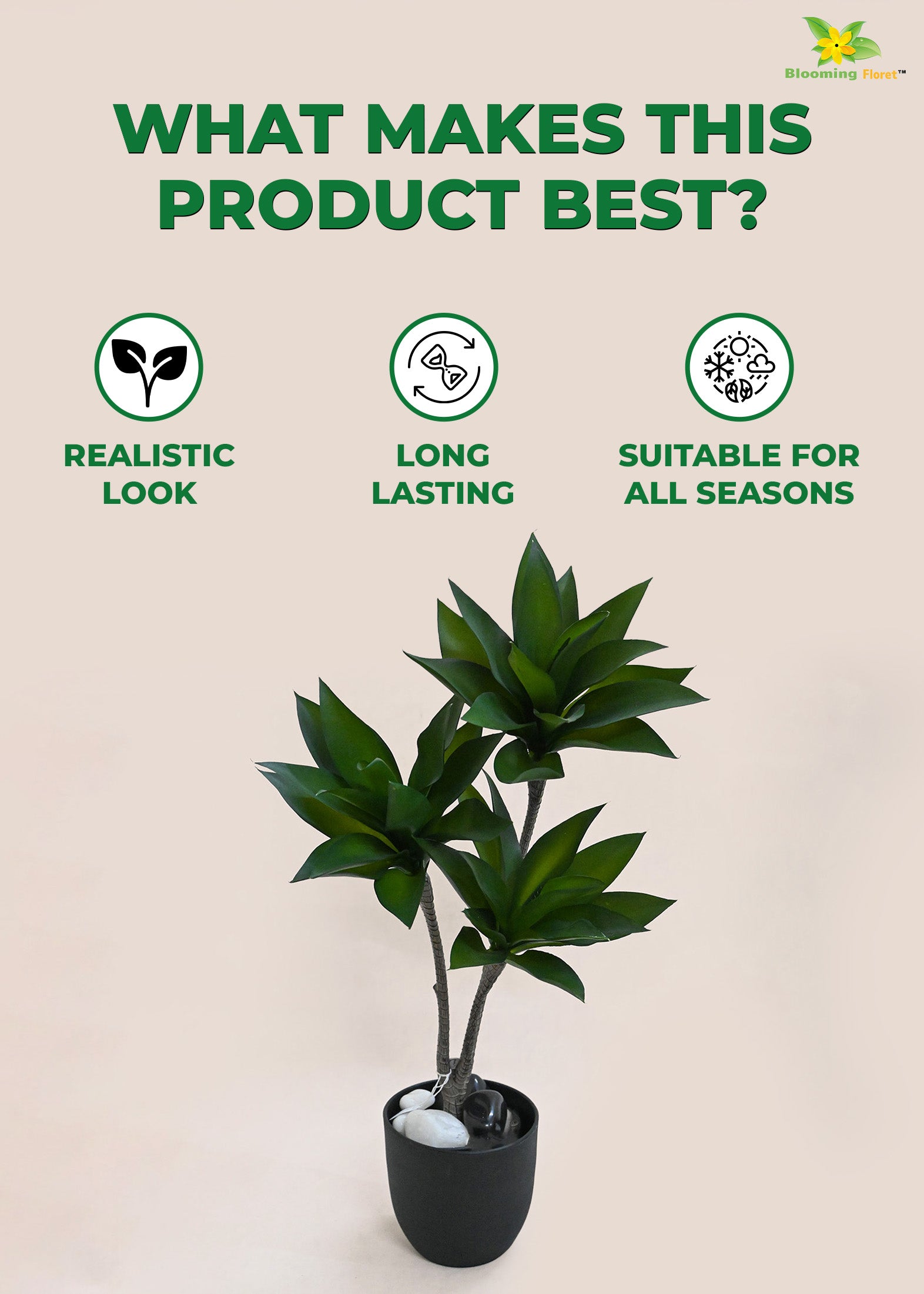 Evergreen Foxtail Agave Plant