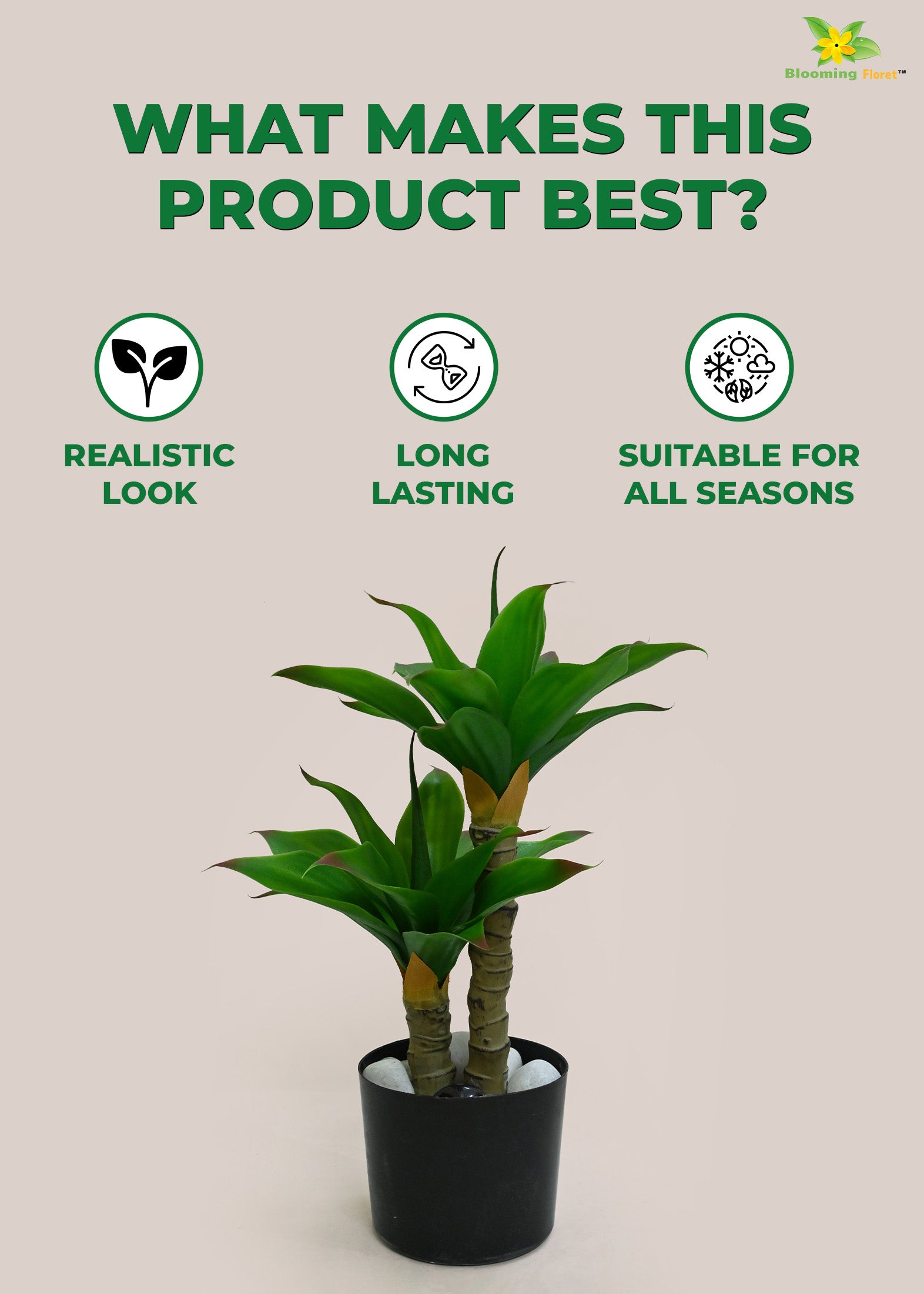 Evergreen Foxtail Agave Plant