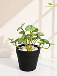 Lush Leaf Pennywort Artificial Succulent | Mixed Green Patterned | 14 cm