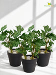Artificial Mini Monstera Succulent | Light Green | 15 cm | Set of 3
