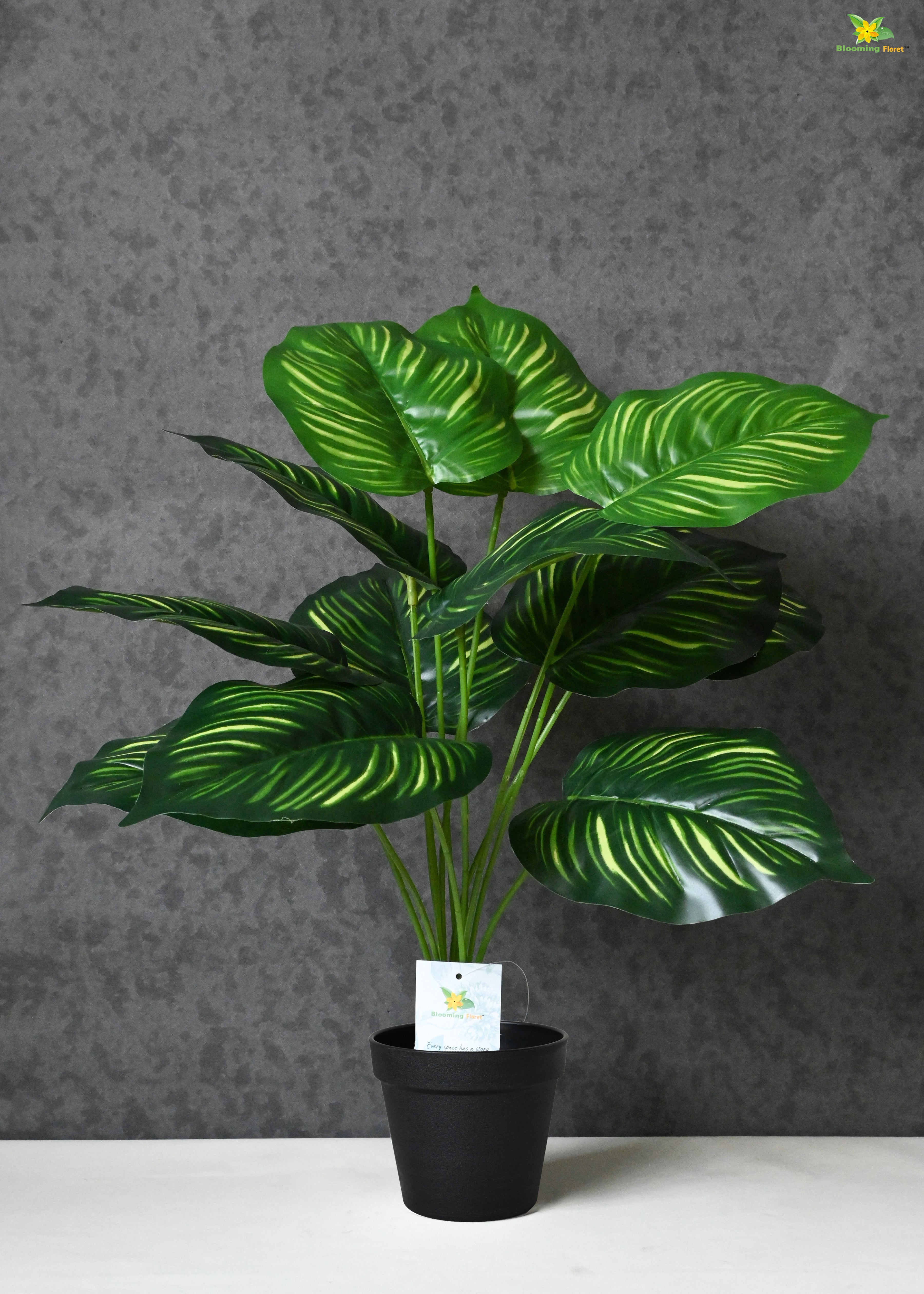 Artificial Calathea Orbifolia Plant for Decor 12 Leaves with Basic Pot | 65 cm