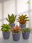 Ribbed Pattern Round Planter | 11.5 cm | Set of 5