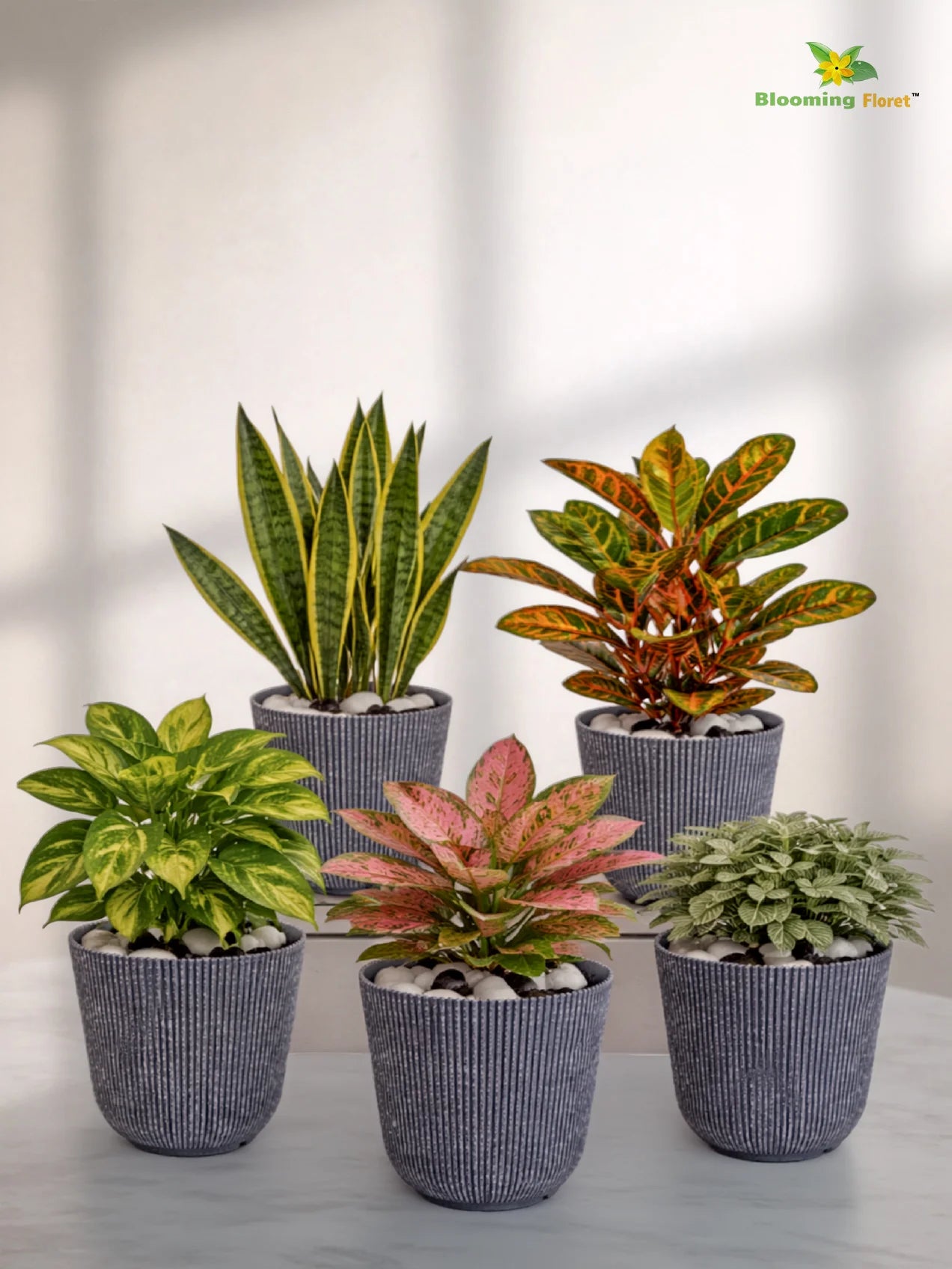 Ribbed Pattern Round Planter | 11.5 cm | Set of 5