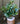 Ivory Elegance Bettina Ivy Plant for Decor | with Basic Pot | 48.3 cm