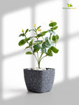 Coarse Textured Square Planter Pot | 15 cm