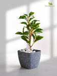 Coarse Textured Square Planter Pot | 13 cm