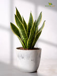 Vivid Tie-Dye Planter | Blue | 12 cm