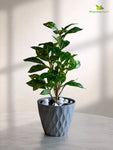 Diamond Pattern Round Planter | 11.5 cm