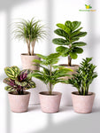 Modern Grace Poly Planter | Brown |15 cm | Set of 5