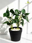 Artificial Money Plant Succulent | Dark Green | 15 cm