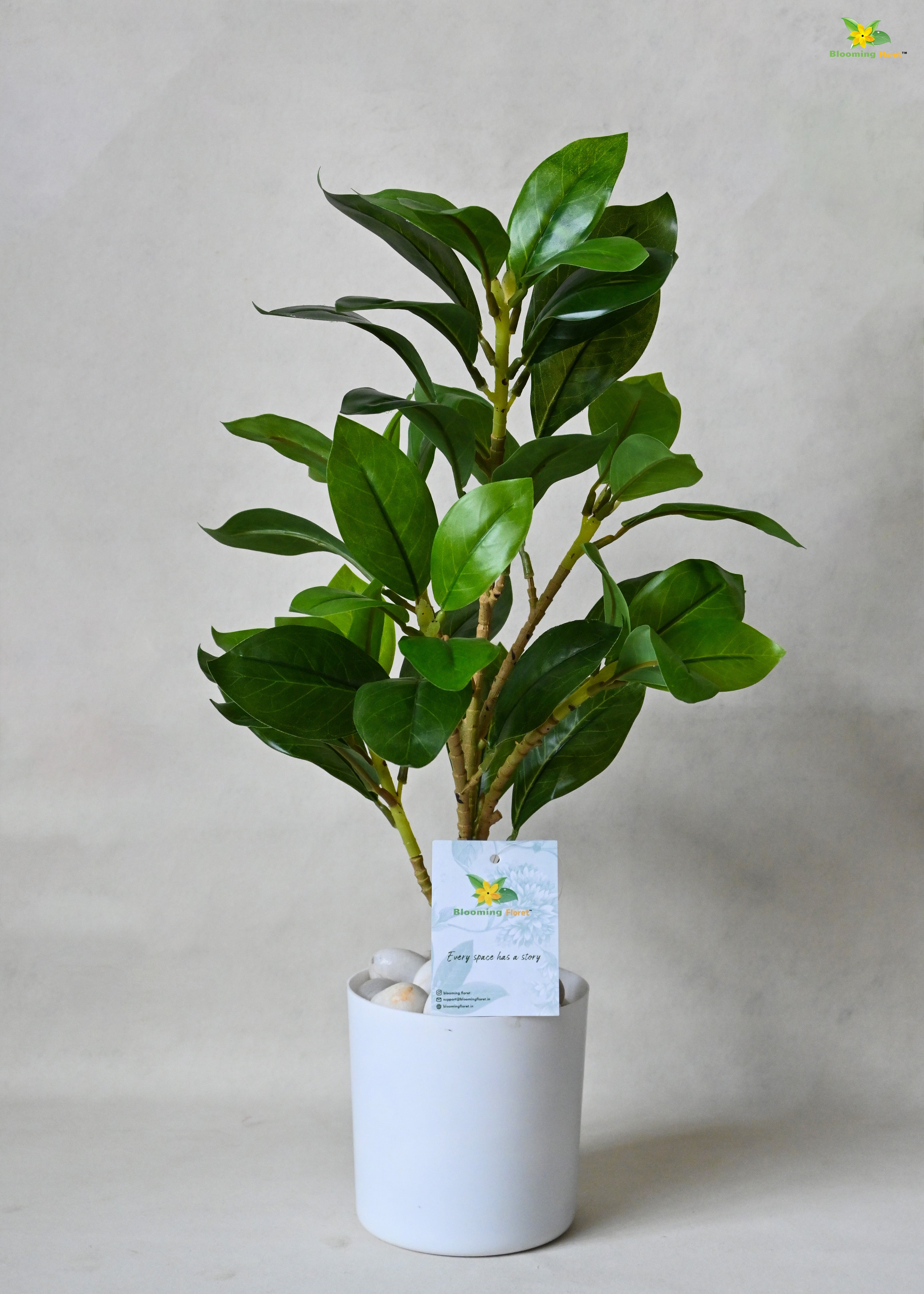 Artificial Zamioculcas Zamiifolia Plant for Decor with Basic Pot | 45.7 cm