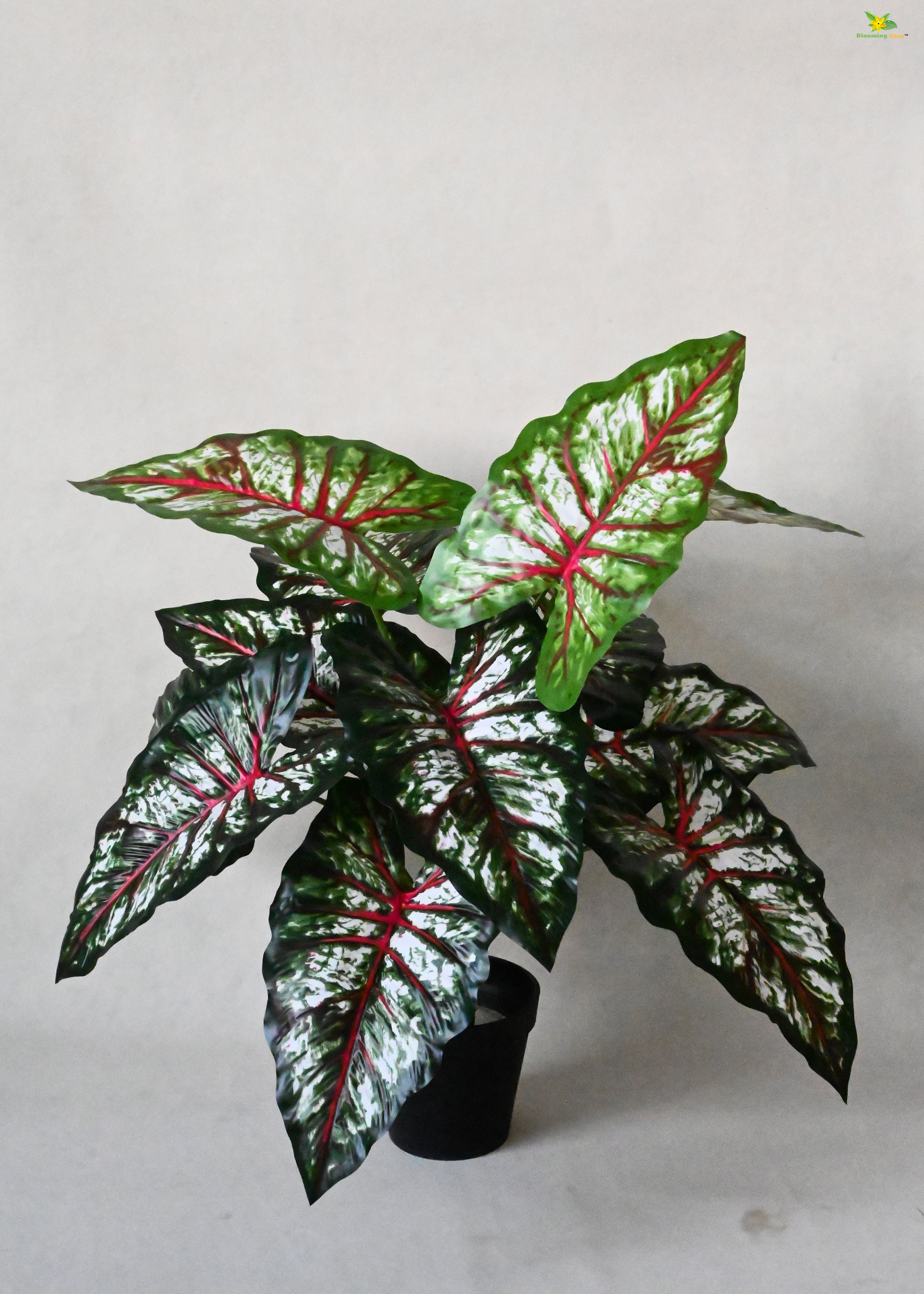 Artificial Tropical Caladium Plant for Decor | 12 Leaves with Basic Pot | 65 cm