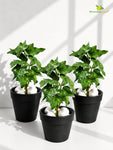 Artificial Ivy Succulent | Green | 16 cm | Set of 3