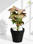 Artificial Ivy Succulent | Green & Red | 16 cm