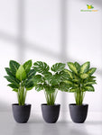Black Round Planter | 17 cm | Set of 3