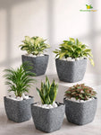 Coarse Textured Square Planter Pot | 10 cm | Set of 5