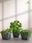 Coarse Textured Square Planter Pot | 15 cm | Set of 3