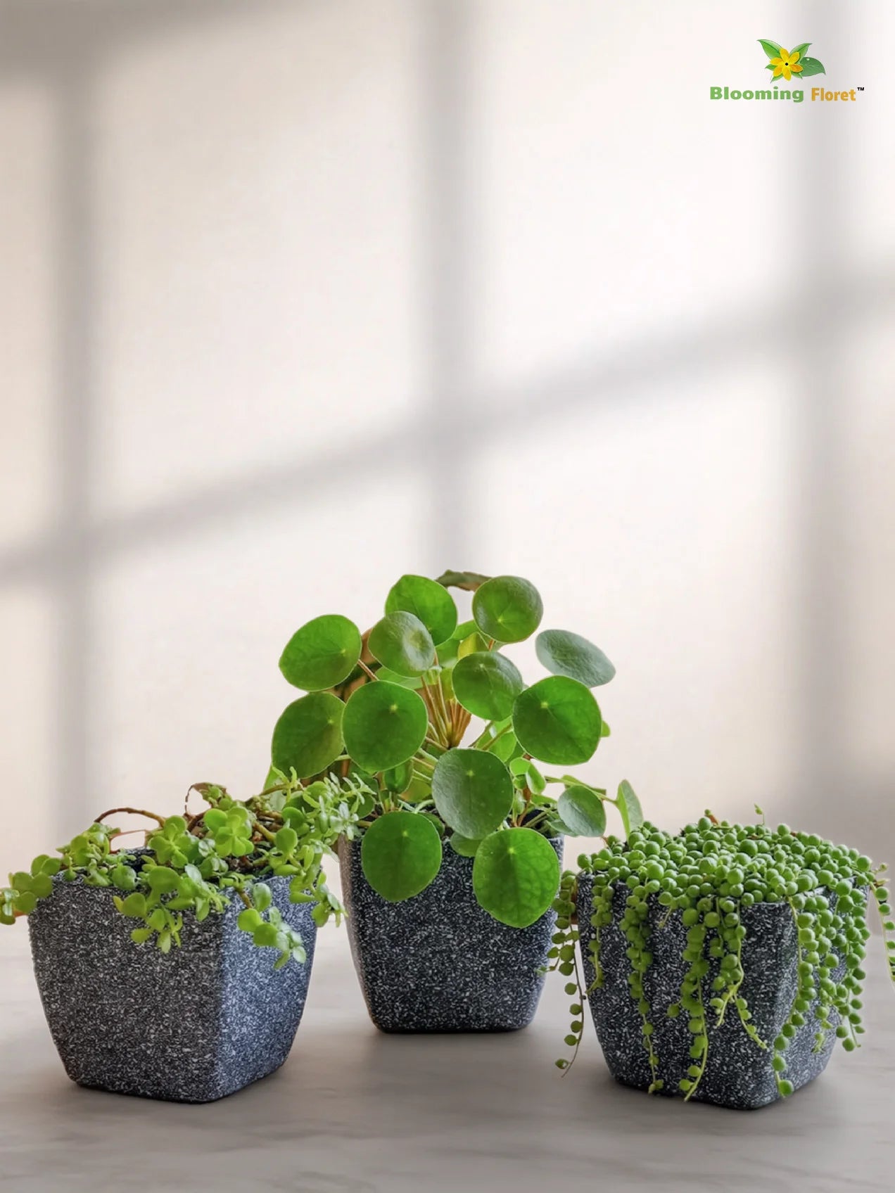 Coarse Textured Square Planter Pot | 15 cm | Set of 3